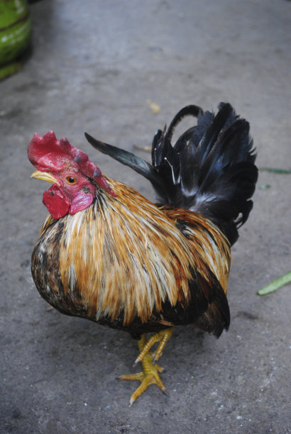 公鸡图片下载