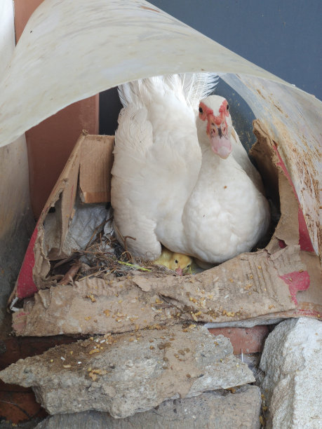 一只鸭妈妈坐在笼子里图片下载