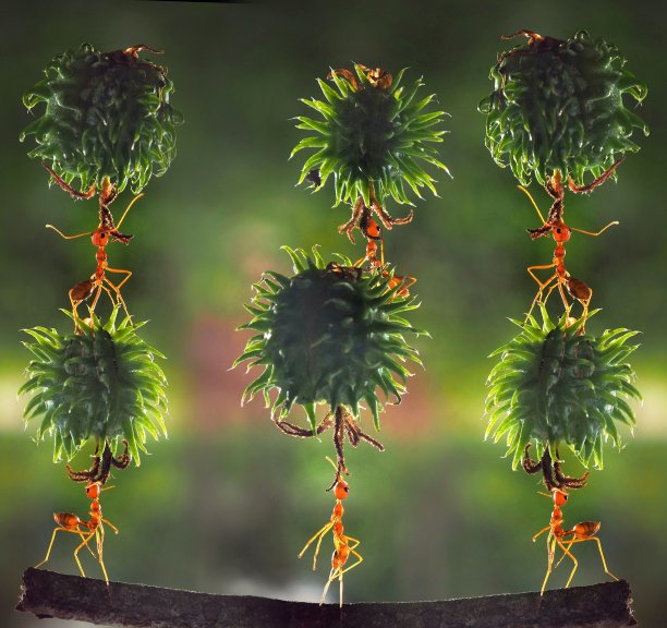 强大的蚂蚁图片下载