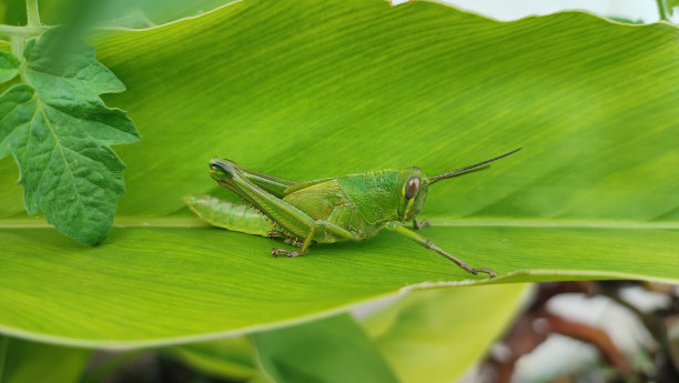 绿色蚱蜢动物图片下载
