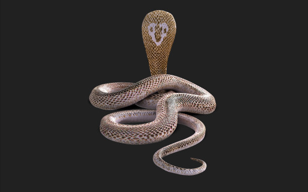 白化王眼镜蛇孤立在黑色背景与剪辑路径。图片下载