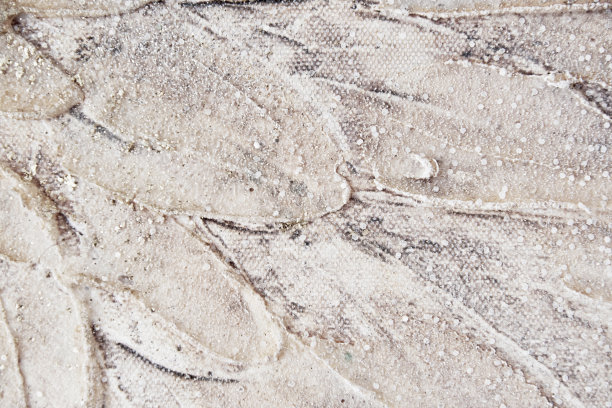 抽象的装饰石膏翅膀和羽毛与华丽的内部图片下载