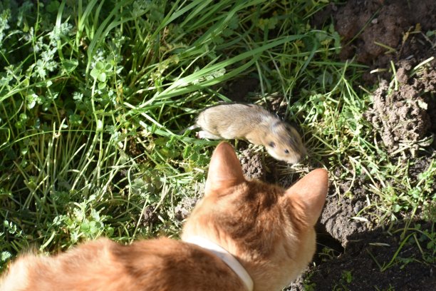 田鼠跳出来挡在猫的前面图片下载
