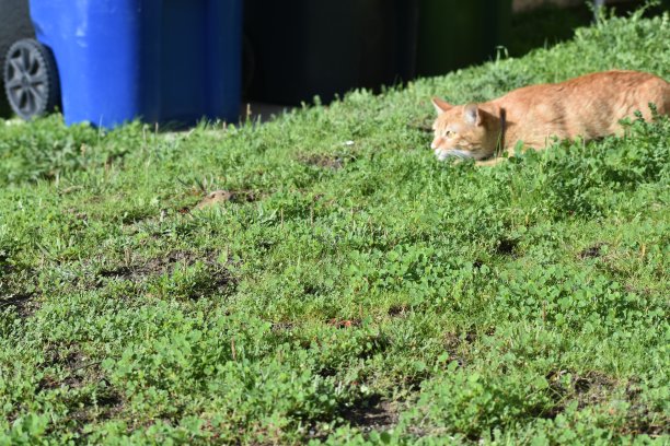 田鼠遇到一只猫图片下载
