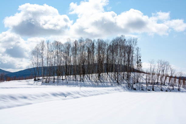 阳光明媚的冬日里的雪地和白桦林图片下载