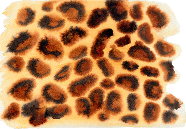 水彩动物印刷的猎豹。手绘水平插图。黄色，棕色和黑色在白纸上图片下载