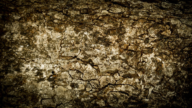 老树皮纹理图片下载