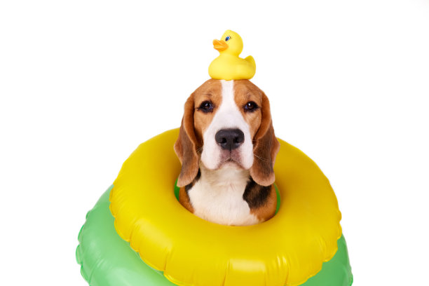 一只比格犬在一个可充气的漂浮环上，白色孤立的背景。一只玩具小鸭坐在他的头上。图片下载