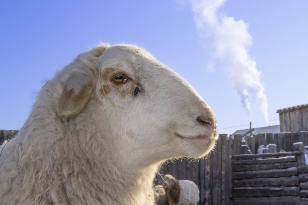 绵羊吃着毛茸茸的干草图片下载