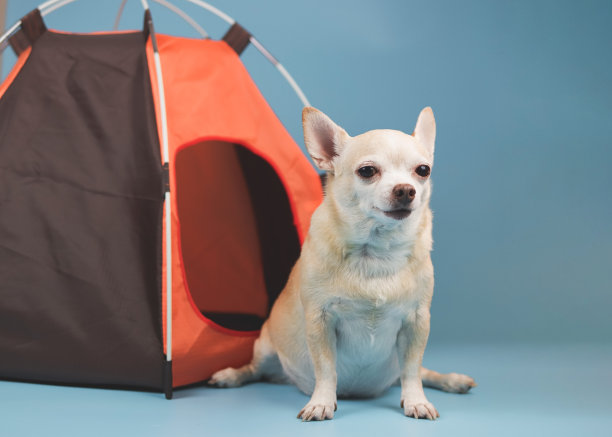 棕色短毛吉娃娃狗坐在蓝色背景的橙色帐篷前，看着相机。宠物旅行概念。图片下载