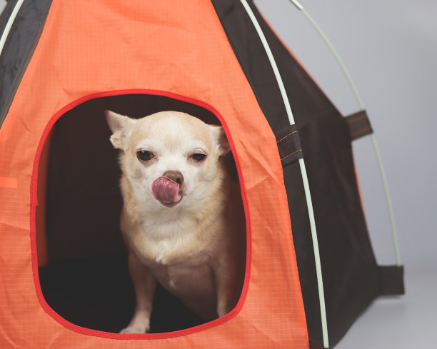 棕色短毛吉娃娃狗舔着嘴唇，坐在白色背景的橙色帐篷里。宠物旅行概念。图片下载