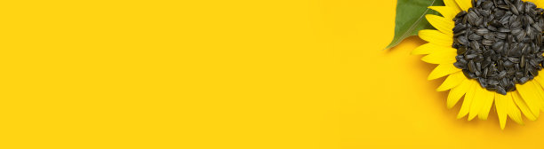 美丽的新鲜向日葵与葵花籽里面在黄色背景平铺顶部视图复制空间。收获季节农业。健康的油，食物。向日葵自然背景花卡图片下载