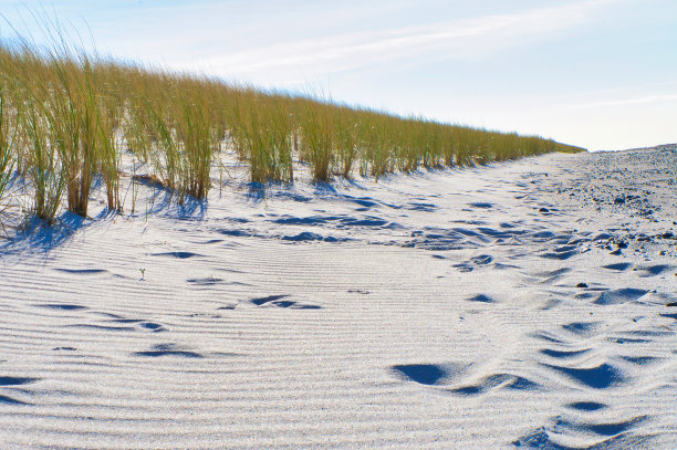 波罗的海海滩上的沙丘，长满了沙丘草。海岸上的白色沙滩图片下载