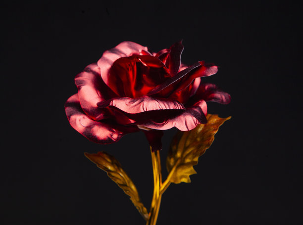 图像的花深色背景图片下载