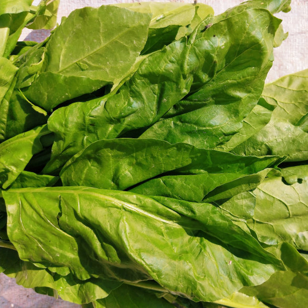 菠菜绿叶蔬菜食品农业作物菠菜菠菜菠菜菠菜菠菜可食用有机新鲜生生一年生植物叶子特写查看图像图片资料照片。图片下载