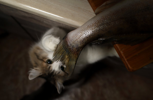 桌子上有鱼，有趣的猫想要偷鱼图片下载