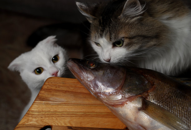 桌子上有鱼，有趣的猫想要偷鱼图片下载