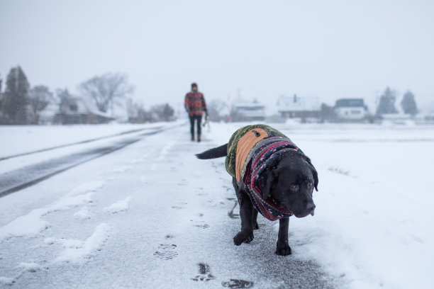 下雪天在乡间小路上遛狗图片下载