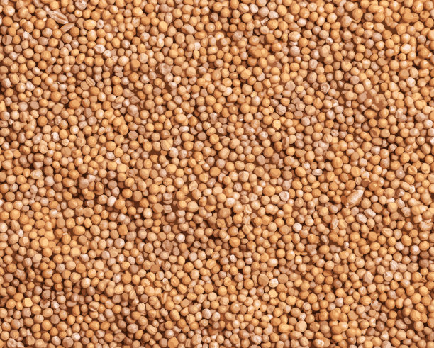 整个芥末种子背景的现实插图。芥末在许多国家的菜系中被广泛使用。图片下载