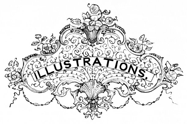 插图，一个词，华丽的花卉图片下载