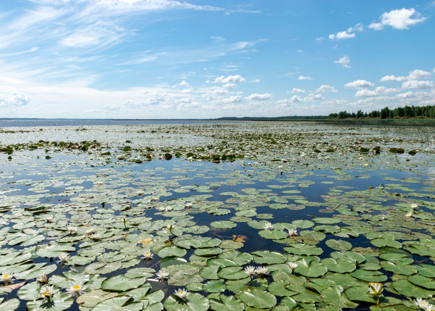 在一个阳光明媚的夏日，河岸的水生植物，荷花背景照片在一个水壶里非常美丽，萨拉卡河，布特涅基湖，拉脱维亚图片下载