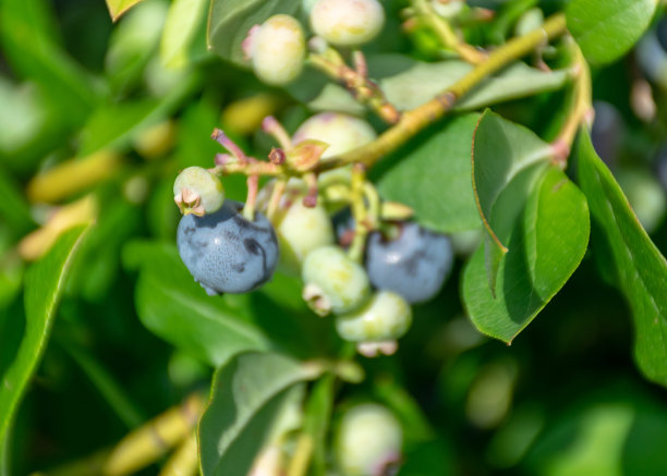 蓝莓和叶子碎片，收获时间，大蓝莓，浆果采摘时间图片下载