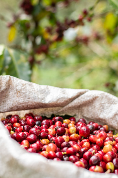 照片垂直的白色袋子装满了成熟的、鲜红的、新鲜采摘的咖啡豆。图片下载