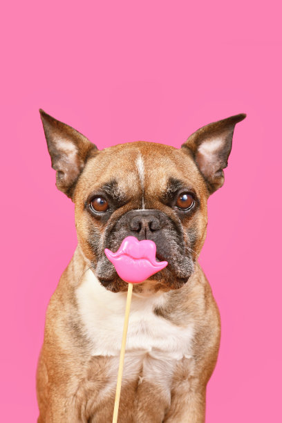 可爱的法国斗牛犬与情人节亲吻嘴唇的照片道具图片下载