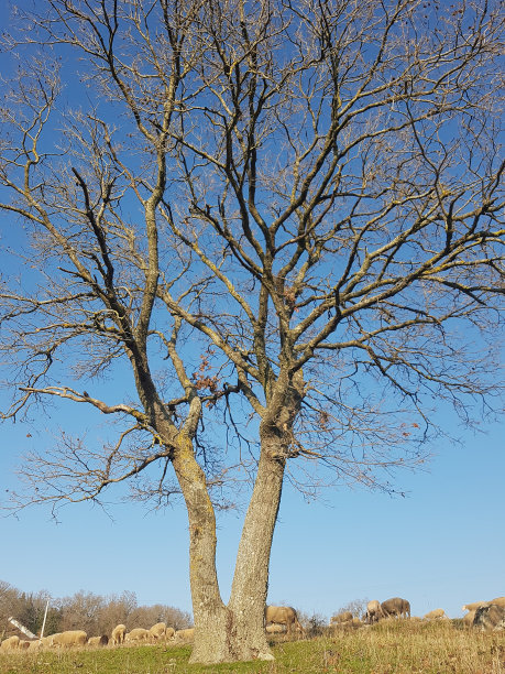 没有叶子的树图片下载