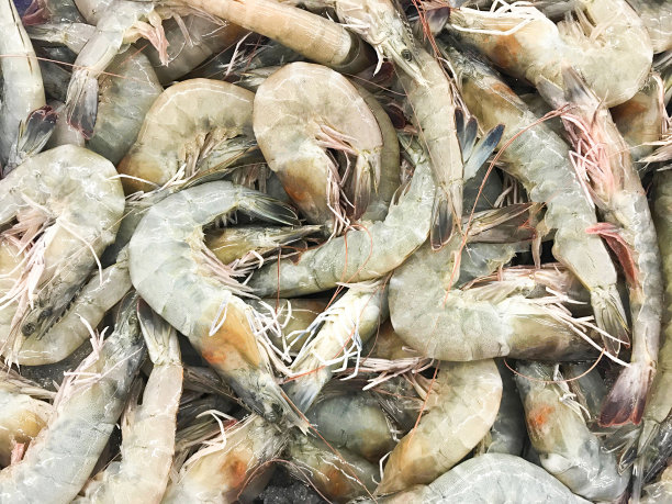 在新鲜海鲜市场出售的新鲜白虾。图片下载