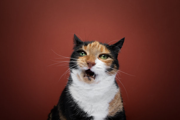 愤怒的印花布猫张开嘴巴的肖像图片下载