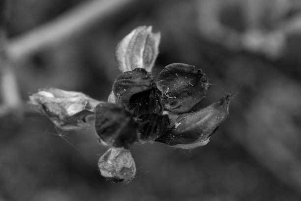 黑白照片的花在国家。名片，背景，风格图片下载