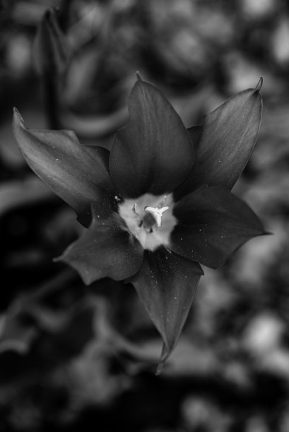 黑白照片的花在国家。名片，背景，风格图片下载