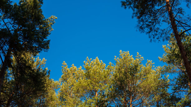 蓝天映衬下的松树顶。图片下载