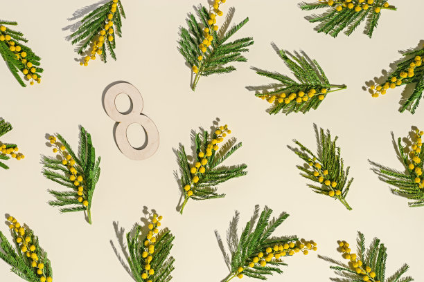 春花平铺照片图案，黄色含羞草树枝和8号米色，花卉背景，清新自然的春花静物，极简风格的花朵。三八假期概念图片下载