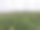 种植在温室里的玫瑰图片下载