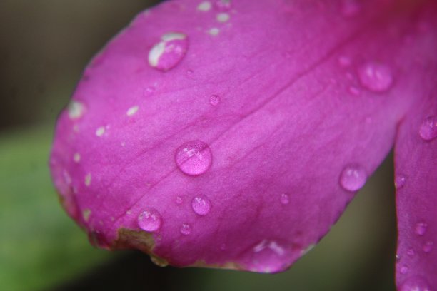 粉红色的杜鹃花叶子近距离与雨滴。图片下载