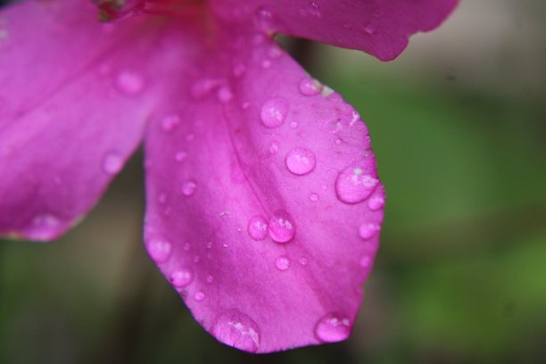 粉红色的杜鹃花叶子近距离与雨滴。图片下载