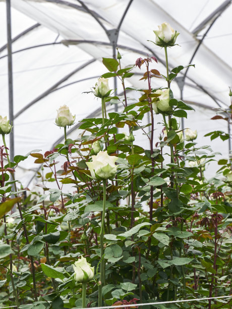 种植在温室里的玫瑰图片下载
