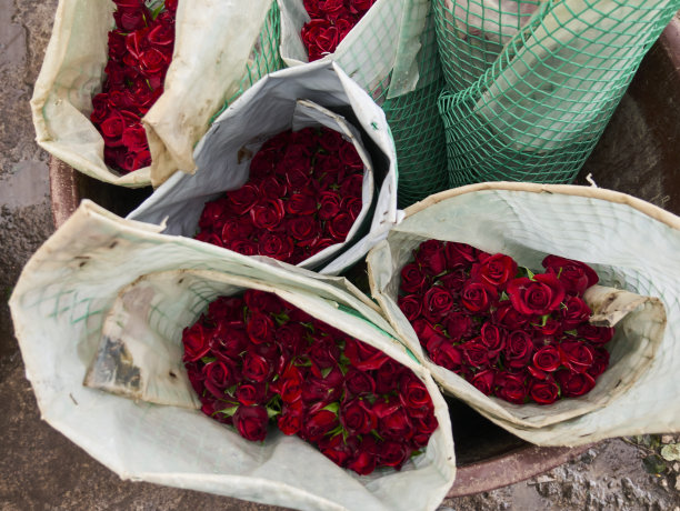 种植在温室里的玫瑰图片下载