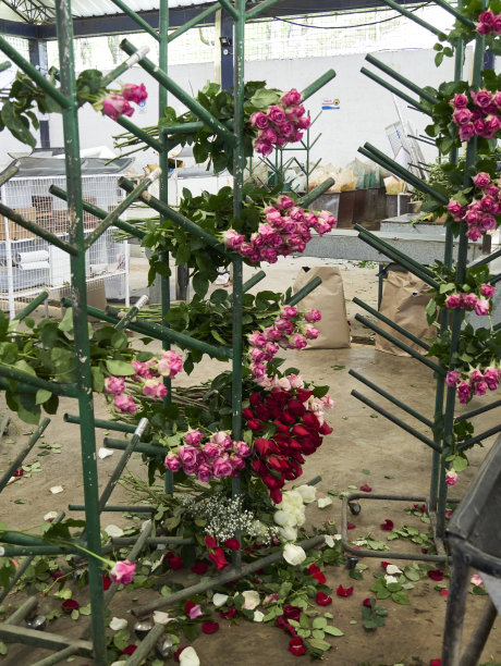 种植在温室里的玫瑰图片下载