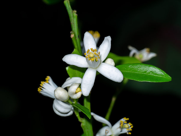 橙色树的花朵在树枝上与黑暗的背景。图片下载