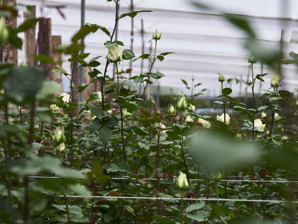 种植在温室里的玫瑰图片下载