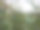 种植在温室里的玫瑰图片下载