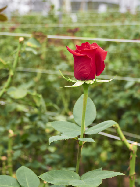 种植在温室里的玫瑰图片下载