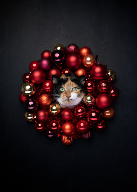 圣诞猫肖像与复制空间图片下载