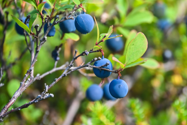 卡累利阿蓝莓。图片下载