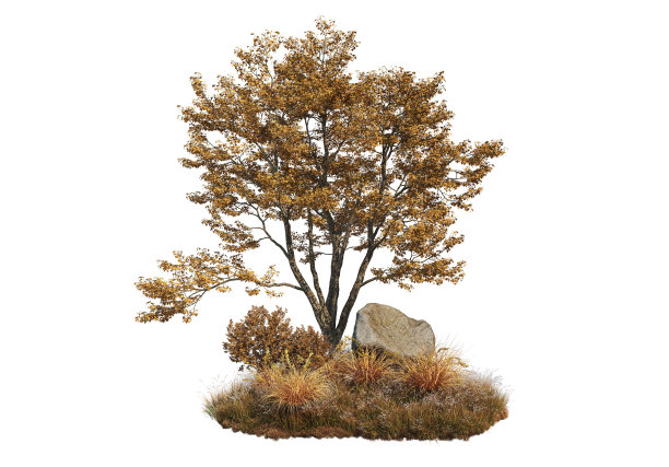 在白色背景上3D渲染秋天的花园图片下载