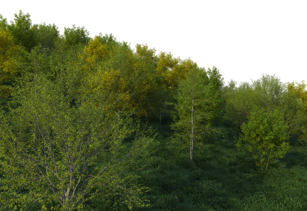 3D渲染森林在白色背景图片下载