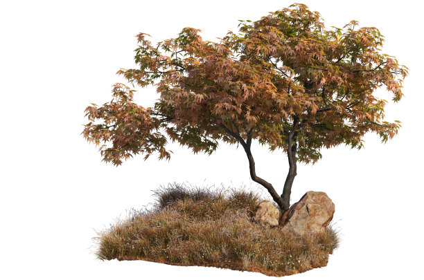 三维渲染树和草在白色背景上的秋天图片下载